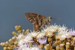 Image of Long-tailed Skipper