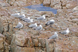 Image of Hooded gulls