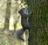 Imagem de Sciurus subgen. Sciurus Linnaeus 1758