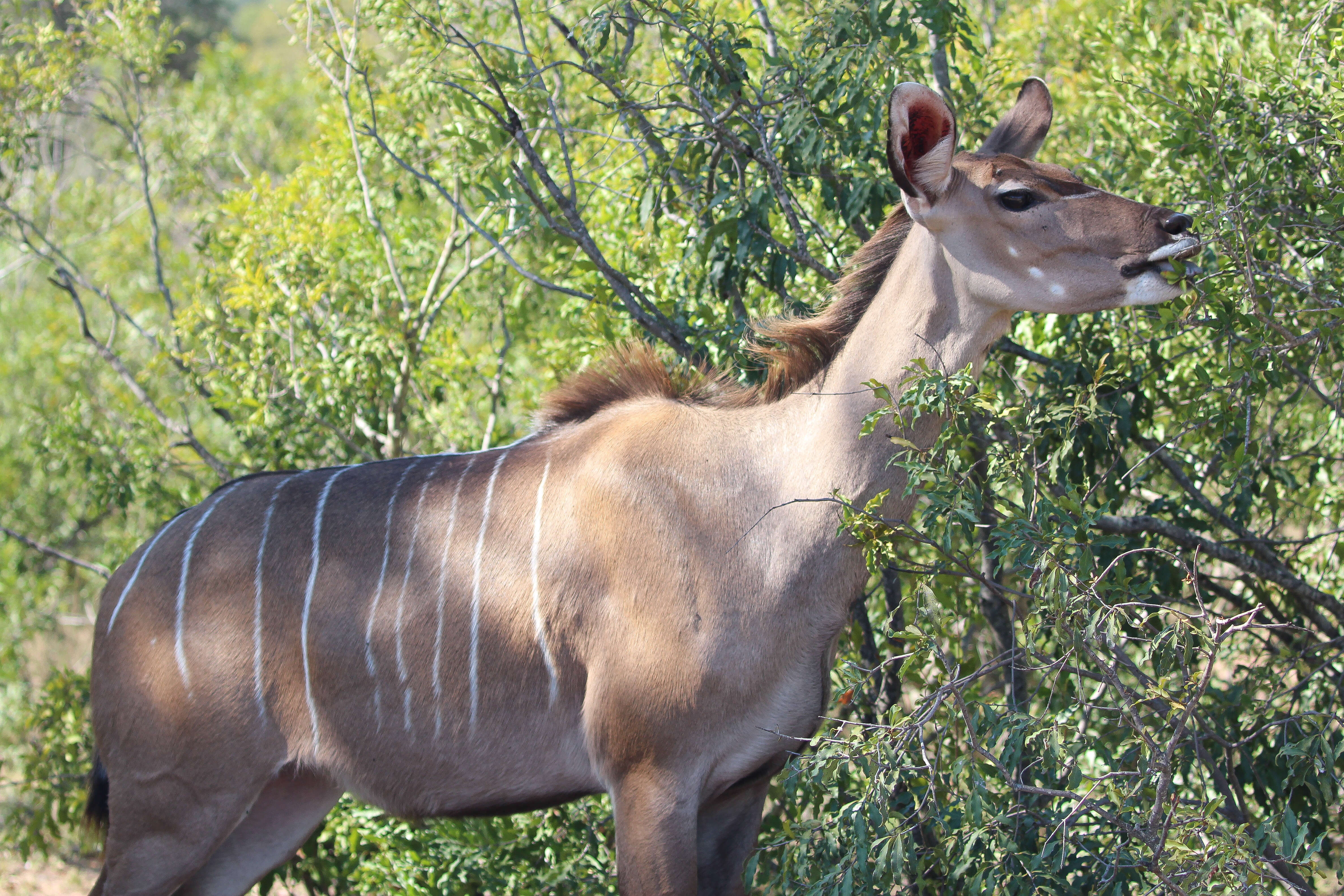 Image of Spiral-horned Antelope