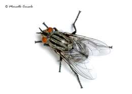 Image of flesh flies