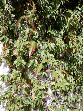 Image of evening trumpetflower