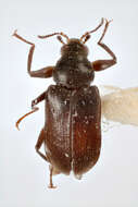 Image of riffle beetles