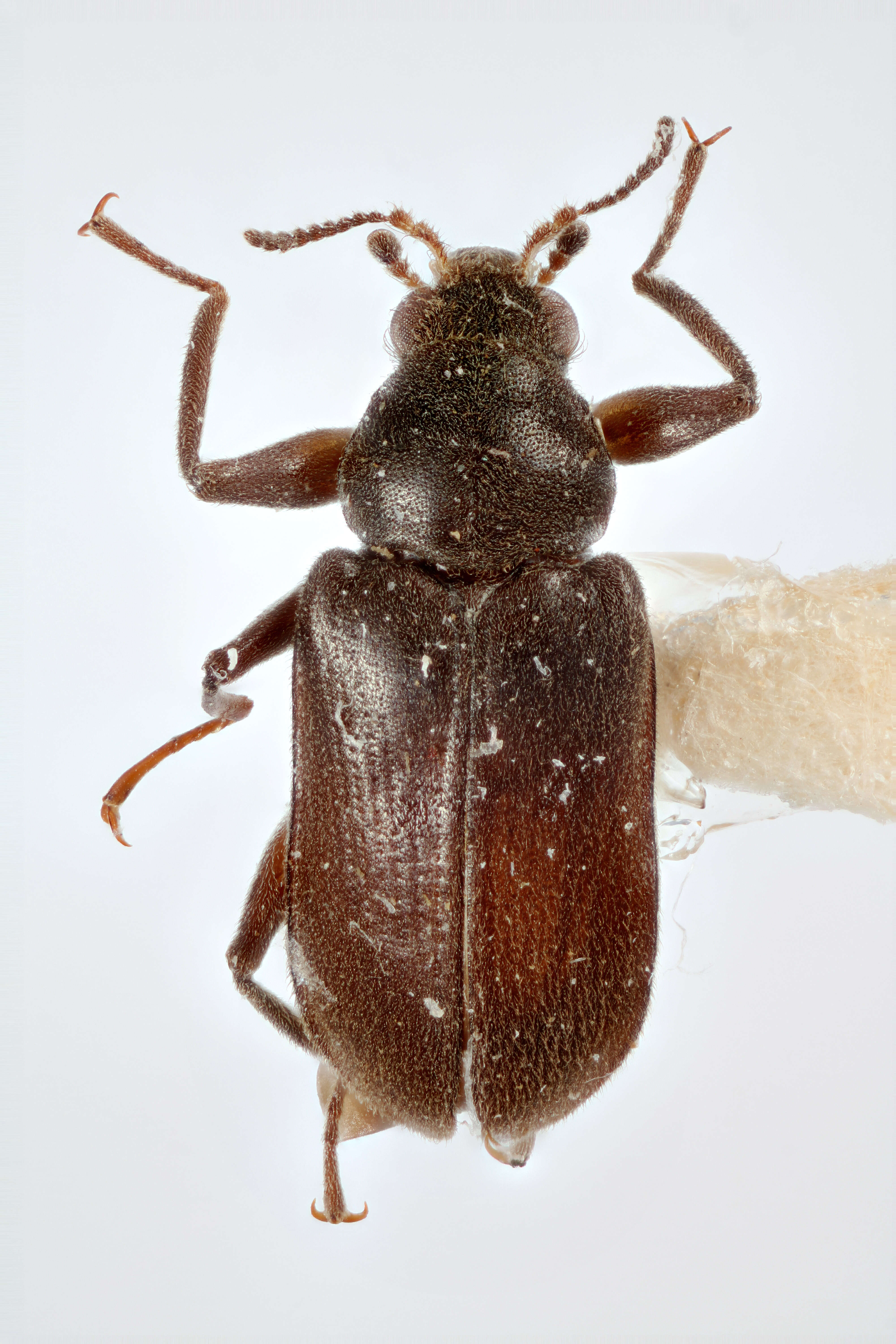 Image of riffle beetles