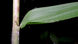 Plancia ëd Olyra latifolia L.