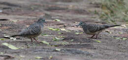 Image of <i>Geopelia striata placida</i>