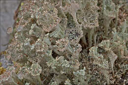 Image of cup lichen