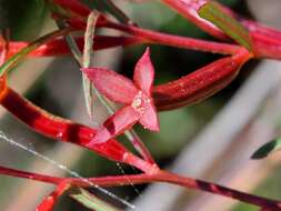 Image of Angle-Stem Primrose-Willow