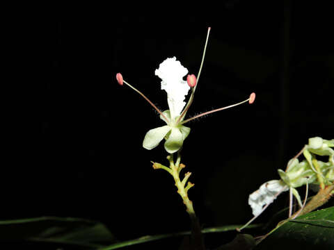 Plancia ëd Macrolobium costaricense W. C. Burger