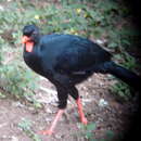 Image of Highland Guan