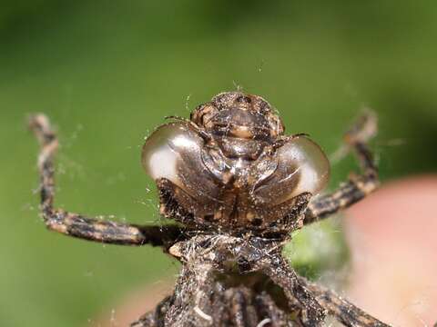 Image of Spotted Darners