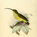 Image of Long-billed Spiderhunter