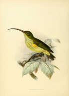 Image of Arachnothera Temminck 1826