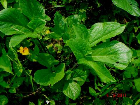 Imagem de Typhonium trilobatum (L.) Schott