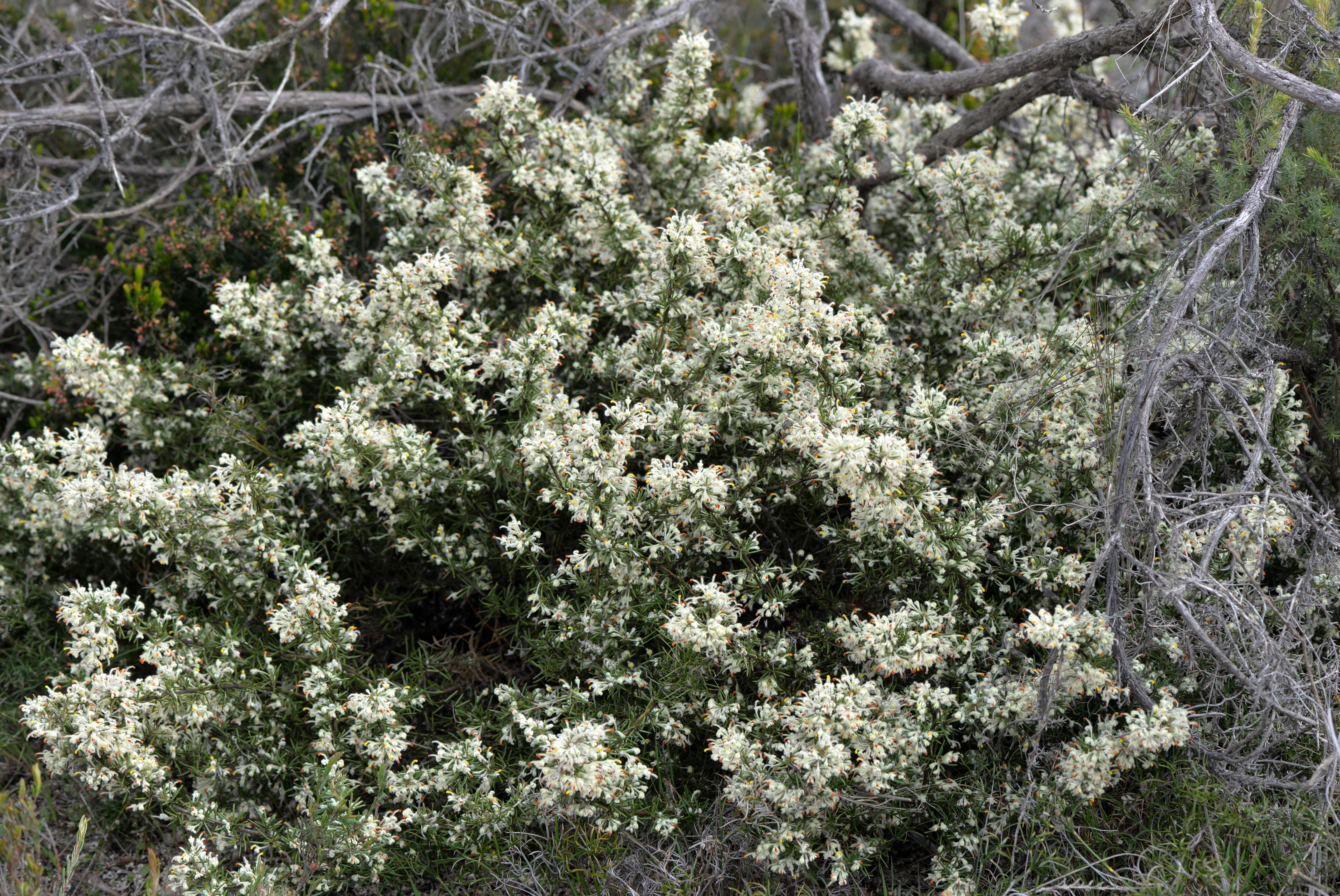 Image of Grevillea uncinulata Diels ex Diels & Pritz.