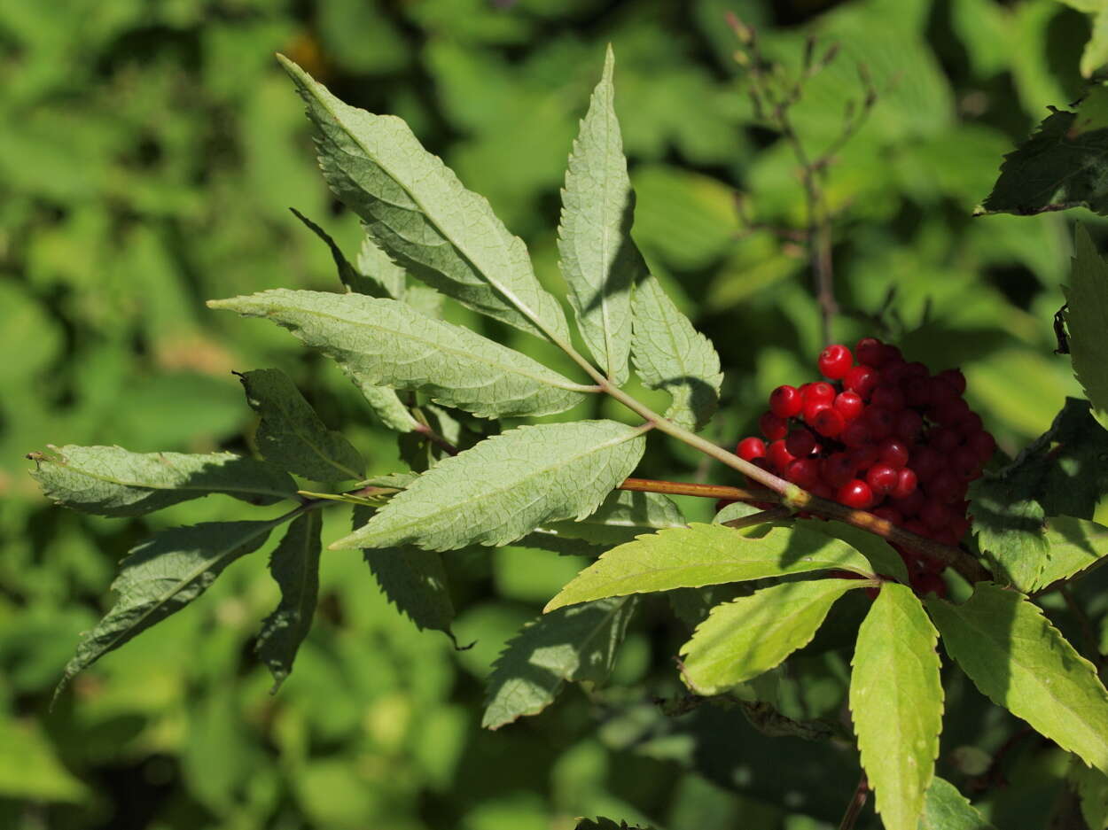 Image of Red-berried Elder