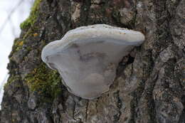 Image of Phellinus