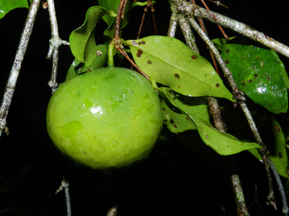 Image of Mouriri tuberculata T. Morley & K. Thomsen