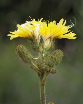 Imagem de Sonchus palustris L.