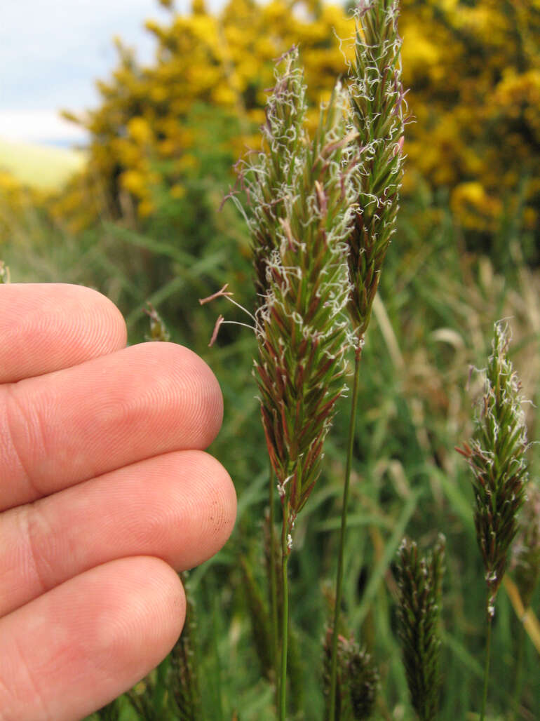 Image of Vernal Grasses