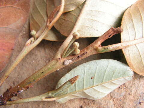 Image of chrysophyllum