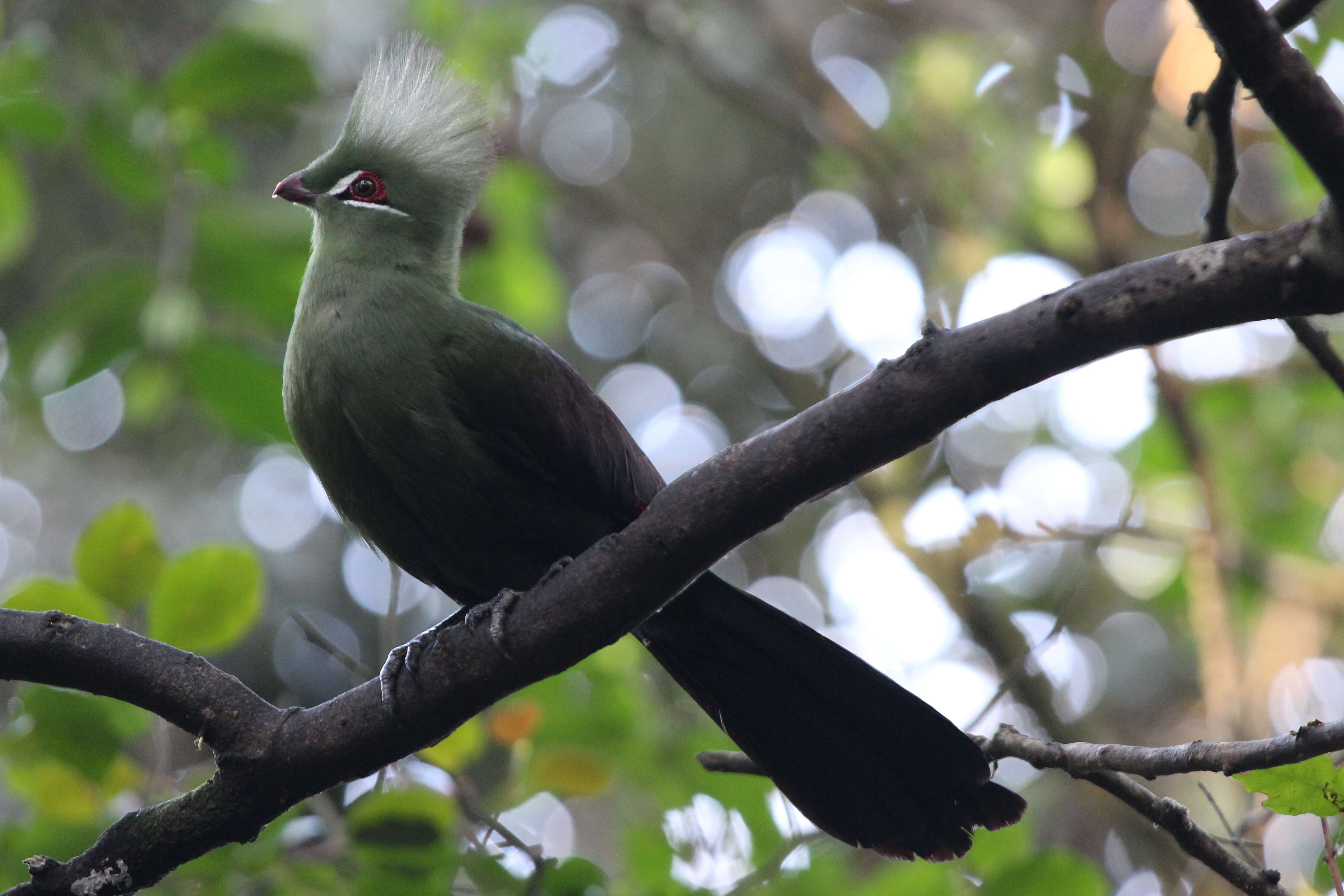 صورة Tauraco persa persa (Linnaeus 1758)