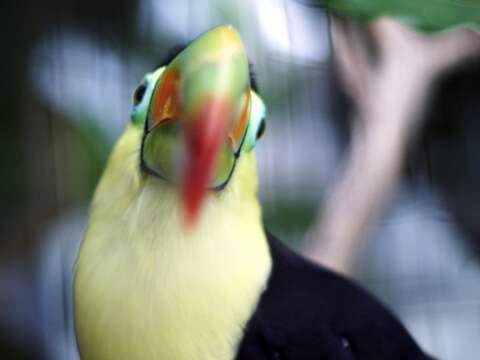 Image of Keel-billed Toucan