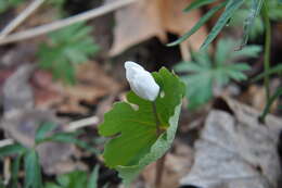 Image of bloodroot