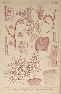 Image of Campylaephora J. Agardh 1851