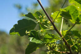 Image of poison oak