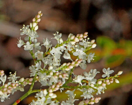 Image of Polygonella