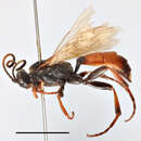 Image of Ichneumon affector Tischbein 1879