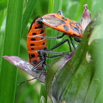 Image of black & red squash bug