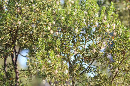 Image of creosote bush