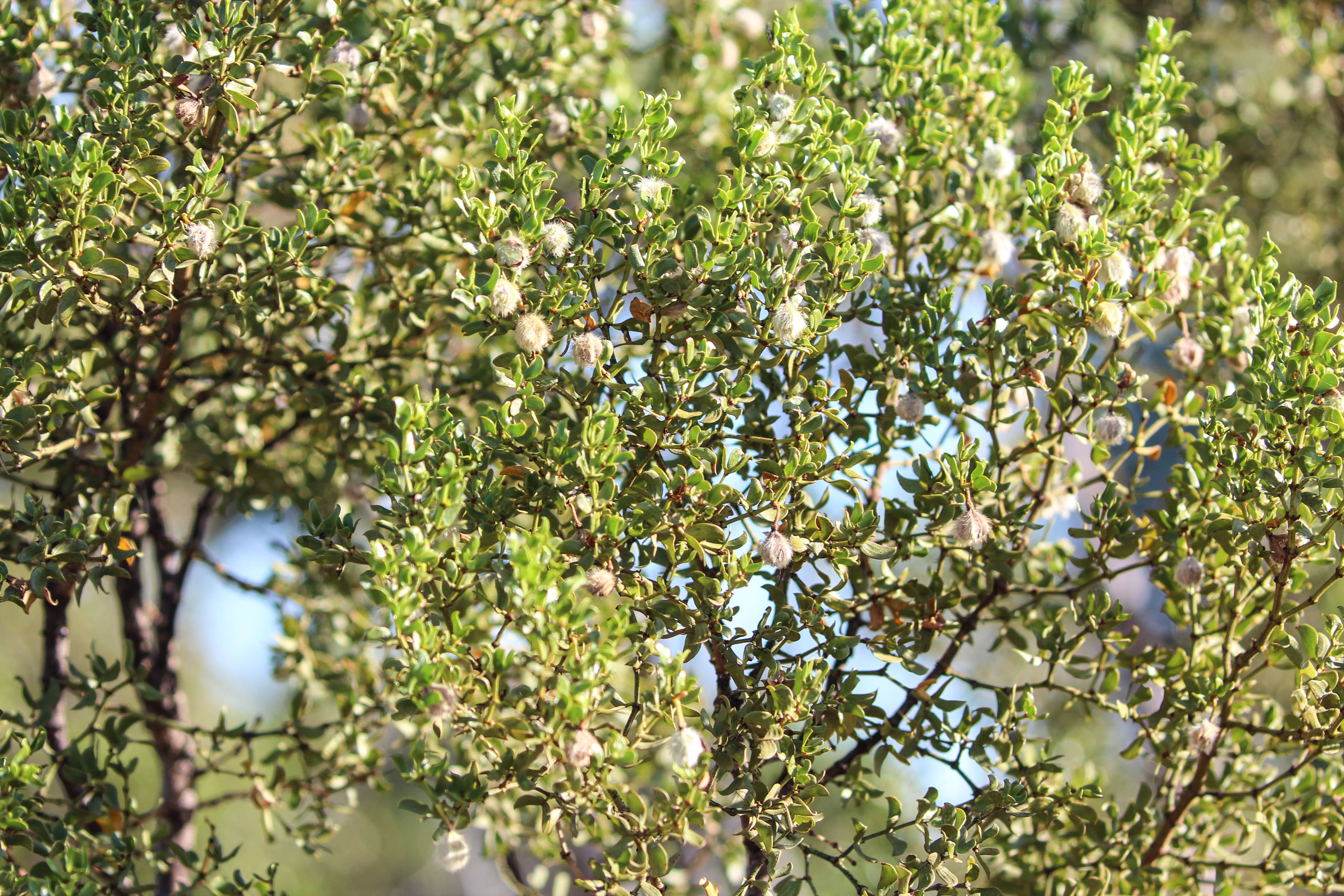 Image de Larrea tridentata (Sesse & Moc. ex DC.) Coult.