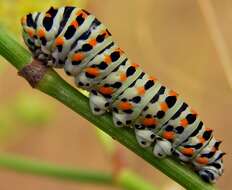 Image of Old World Swallowtail