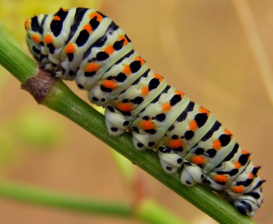 Image of Old World Swallowtail