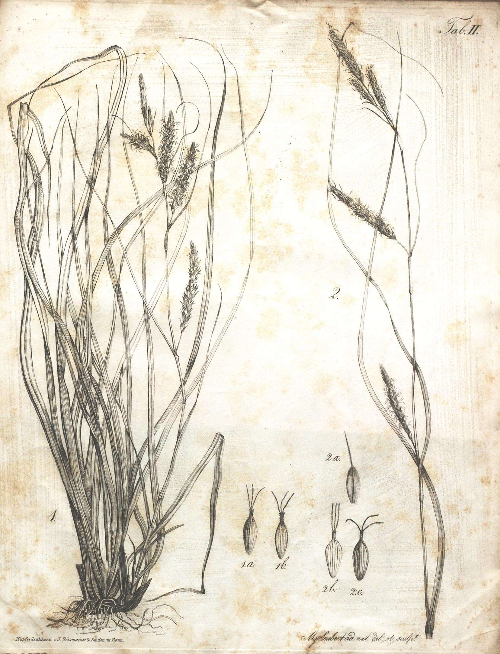 Image of Carex hochstetteriana J. Gay ex Seub.