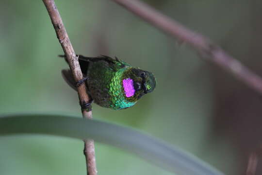 Image of Tourmaline Sunangel