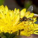 Image of Nomada succincta Panzer 1798