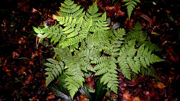 Image de Triplophyllum hirsutum (Holtt.) J. Prado & R. C. Moran