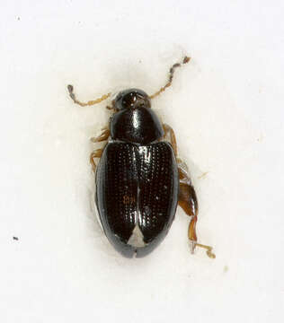 Image of Leaf beetle