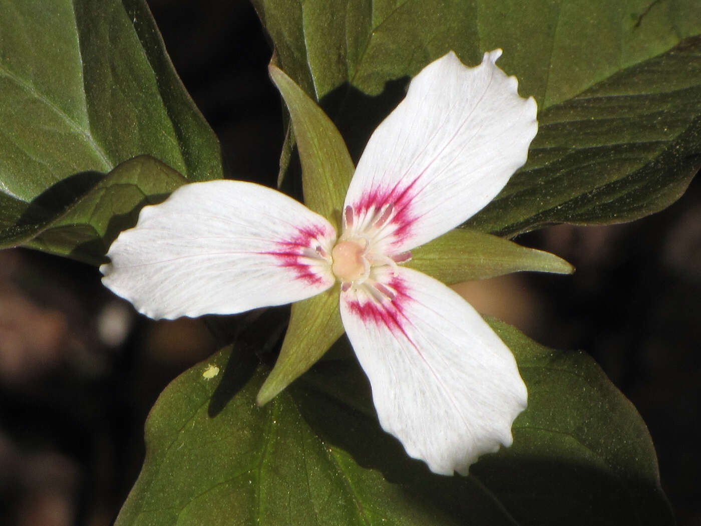 Imagem de Trillium undulatum Willd.