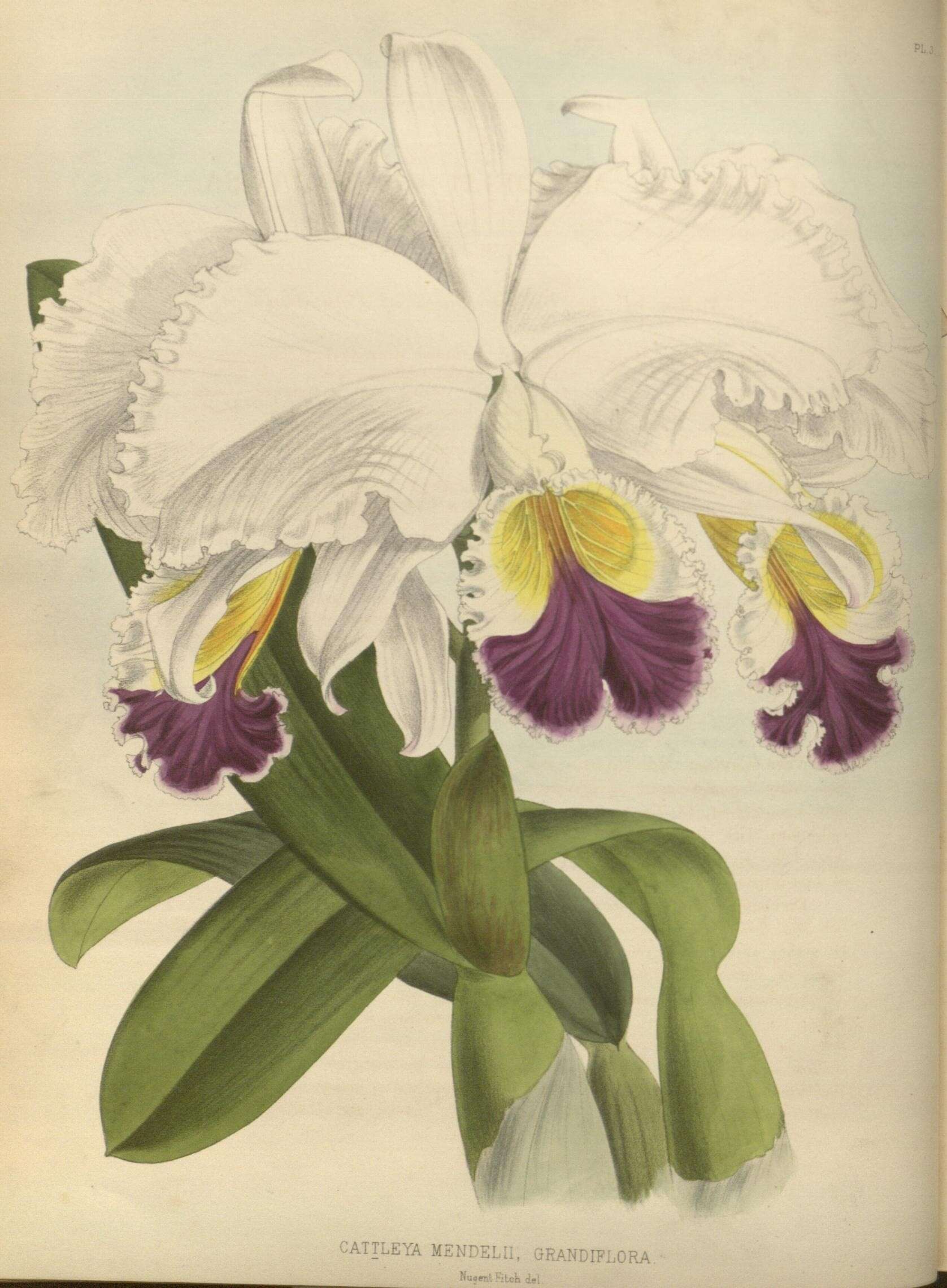 Image of Cattleya mendelii Dombrain
