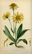 Image of arnica