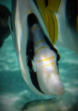 Image of Pacific Double-saddle Butterflyfish