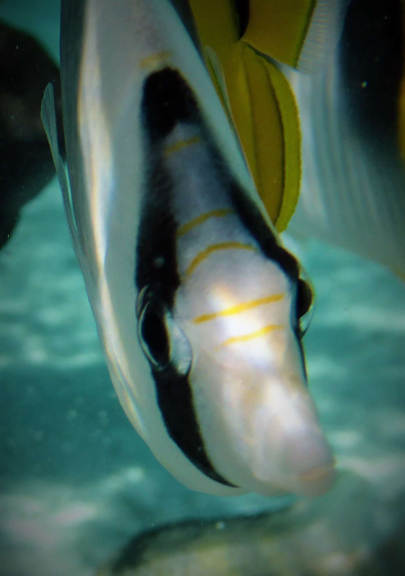 Image of Pacific Double-saddle Butterflyfish