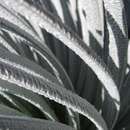 Image of East Maui Silversword