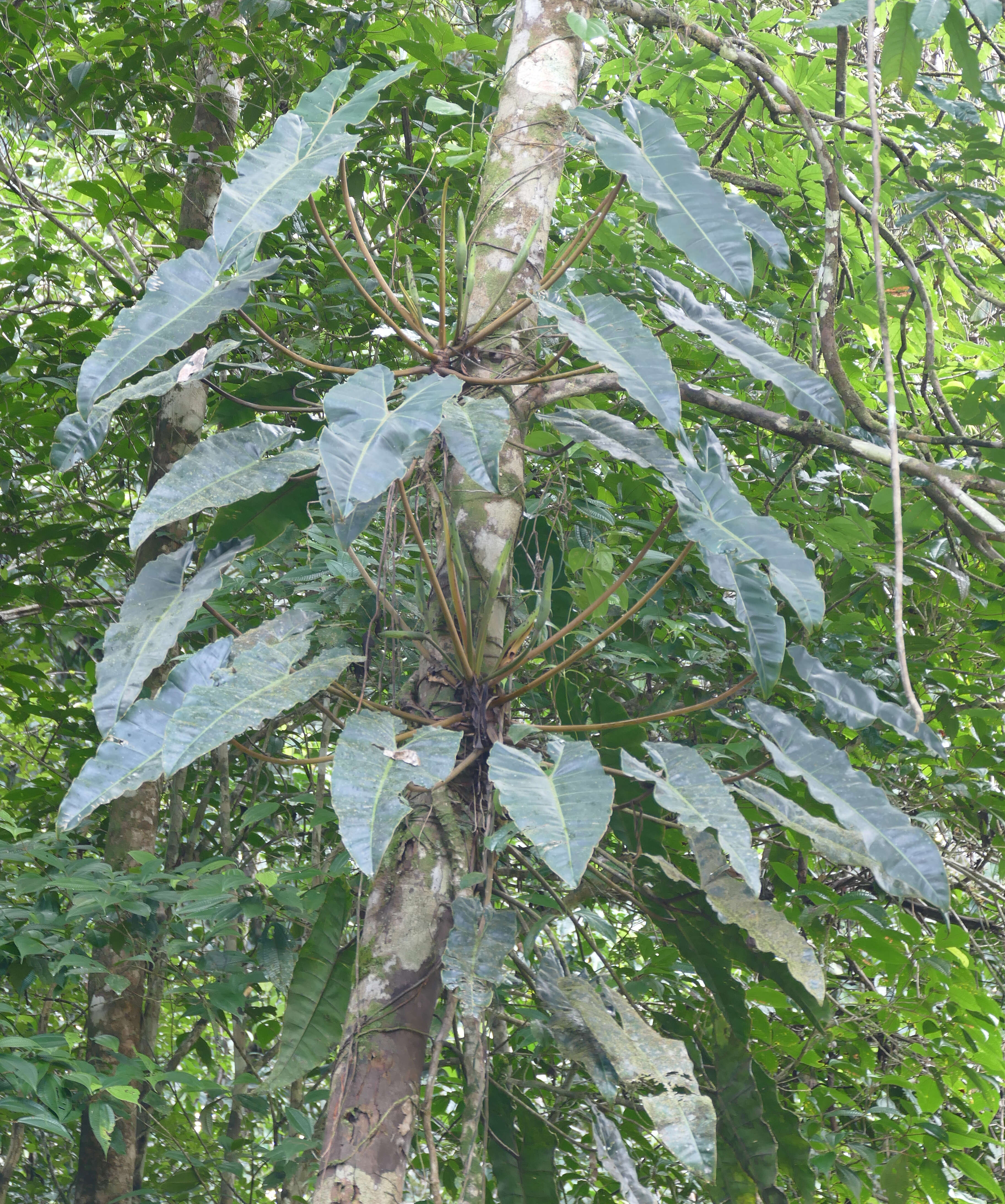 Image of Philodendron billietiae Croat