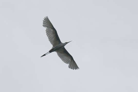 Image of Great Egret